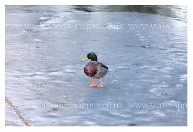 SYS27656 - "DR Brids 007"